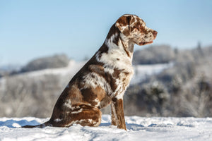 Dog with a shiny, healthy coat sitting in the snow, showcasing winter skin and coat health