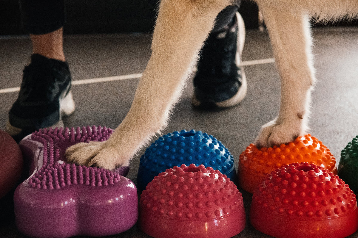 Canine Calisthenics: Low Impact Strength and Flexibility Exercises for Senior and Recovering Pets