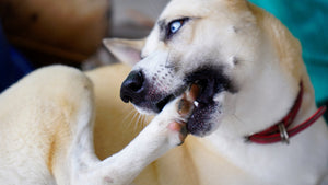 Paws, Ears and Endless Scratching: Could it be Environmental Allergies?
