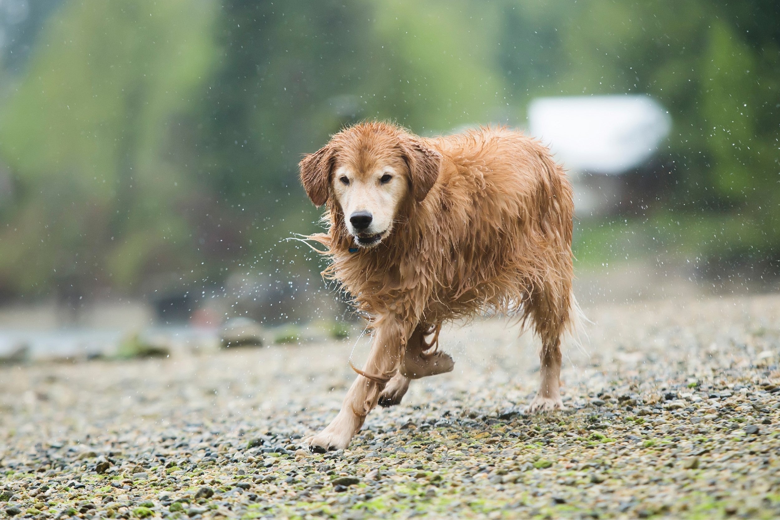Senior Golden Retriever trotting along a pebbled beach after swimming, illustrating healthy and active aging in dogs.