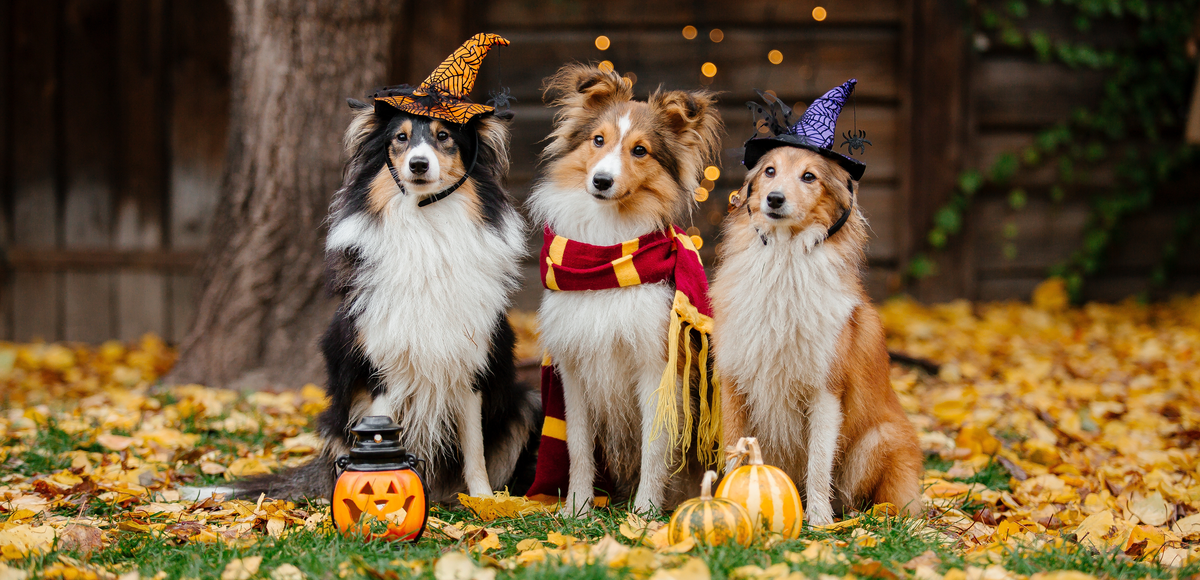 Halloween Tips & Tricks For Your Pets