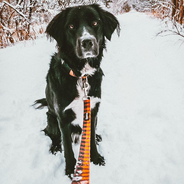 Bcuddly Dog Leash, Red Plaid