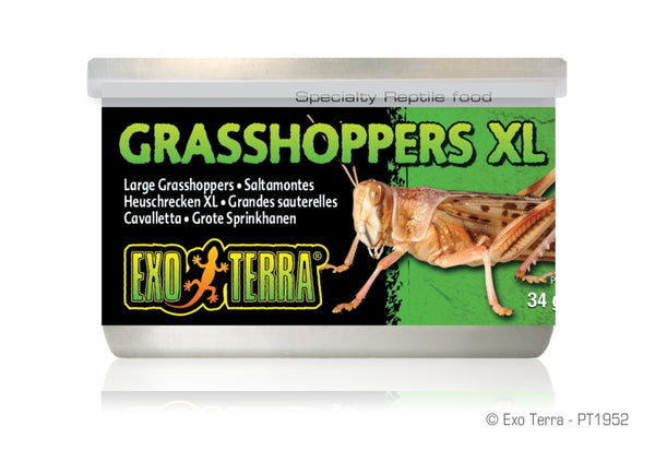 Exo Terra Sauterelles Extra Large Nourriture pour reptiles, pot de 1.2 oz
