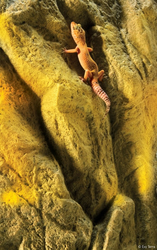 Exo Terra Background for PT2614, 36-in x 24-in