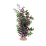 Fluval Aqualife Red Bacopa
