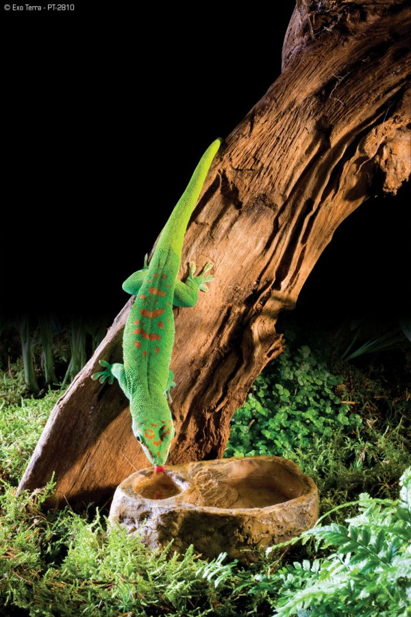 Exo Terra Gecko Combo Water & Feeding Dish