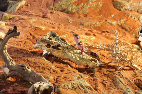 Exo Terra Terrarium Décor, Crocodile Skull