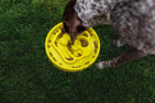 BeOneBreed Slow Feeder, Dog, Yellow