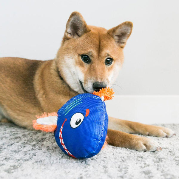KONG Reefz Dog Toy, Assorted Colors