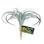 Zoo Med Flore Naturaliste Plante Aérienne Tillandsia pour Terrariums