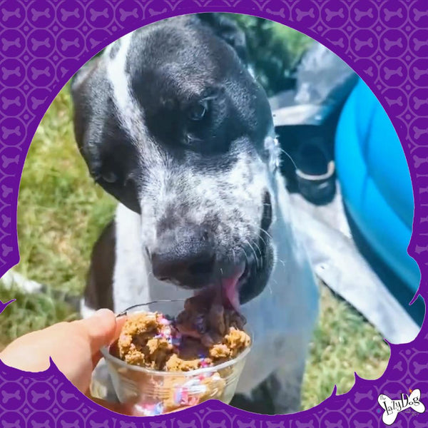 The Lazy Dog Cookie Co. Mélange maison pour crème glacée à la vanille Friandise pour chiens