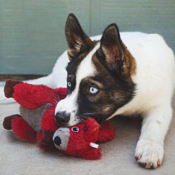 KONG Shakers Passports Squirrel Dog Toy, Red