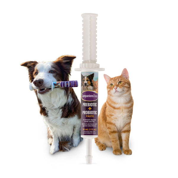Companions Choice Prebiotic + Probiotic Paste Dog & Cat Supplement