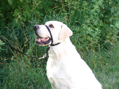 Gentle Leader Head Dog Collar