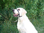 Gentle Leader Collier tête pour chien