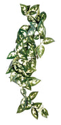 Plante de terrarium suspendue Komodo Borneo