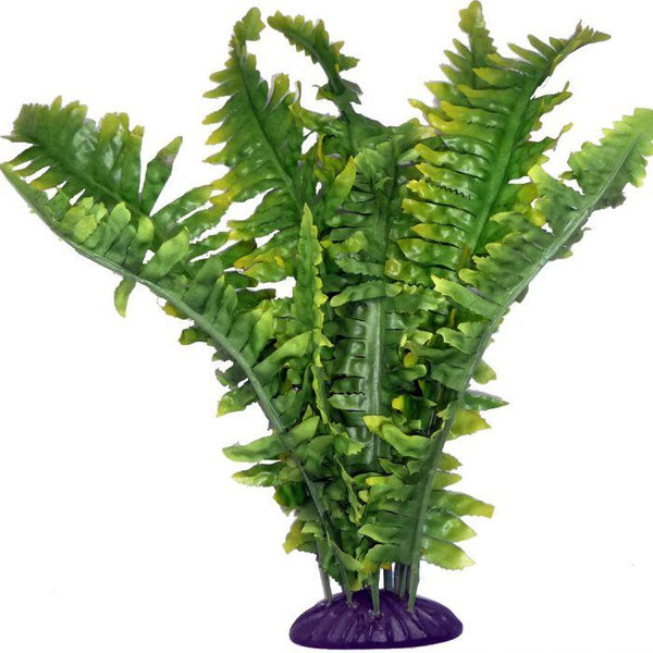 Komodo Plante de Boston Fern pour terrarium