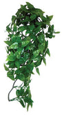 Komodo Philodendron Plante suspendue pour terrarium