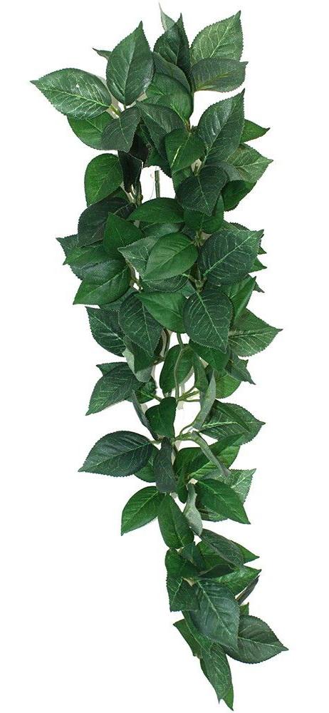 Komodo Sumatra Hanging Vine Terrarium Plant