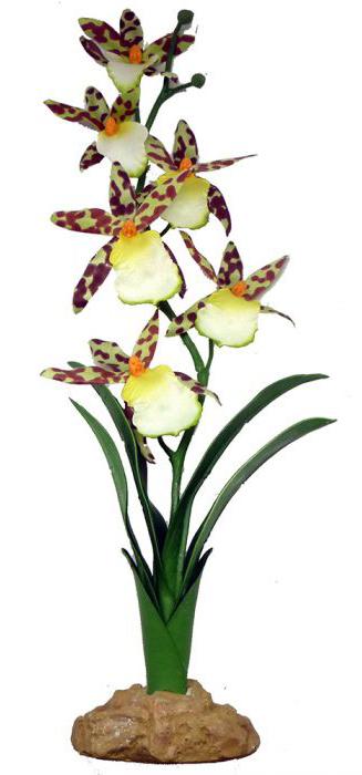 Orchidée araignée de Komodo pour terrariums