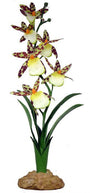 Orchidée araignée de Komodo pour terrariums