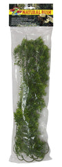 Zoo Med Plante pour terrarium Natural Bush Borneo Star.