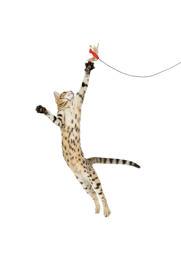 RompiCatz Jouet pour chat Feather N' Bell Wand