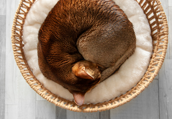 BeOneBreed Wicker Basket for Pets