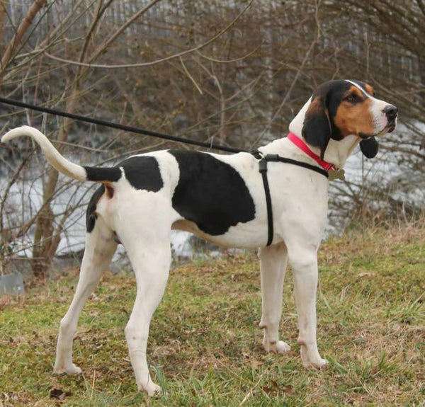 Harness Lead Dog Harness & Lead, Red Reflective