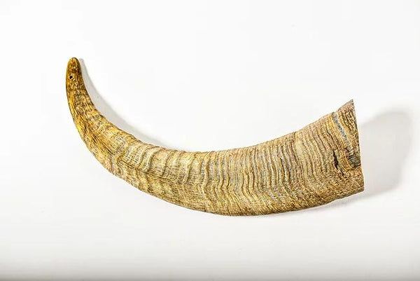 QT Dog Gobi Goat Horn Dog Treats