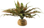 Exo Terra Plante de terrarium Cactus Desert Star
