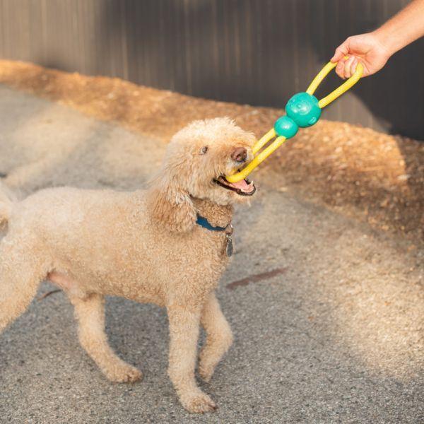 ZippyPaws ZippyTuff Monkey RopeTugz Dog Toy, Teal