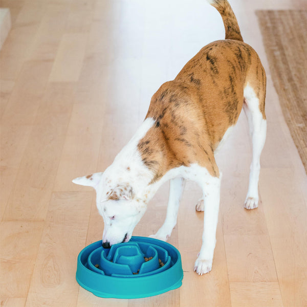 Outward Hound Fun Feeder Slo Bowl Dog Slow Feeder, Turquoise