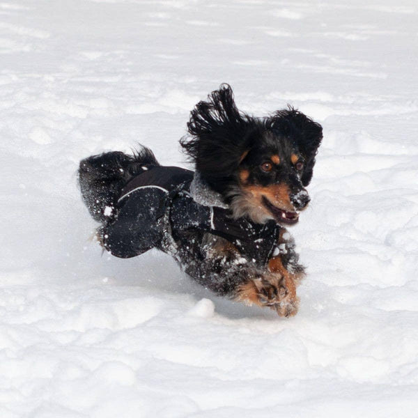 Shedrow K9 Chinook Dog Coat, Black