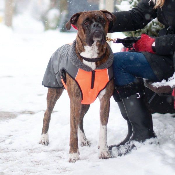 Shedrow K9 Chinook Dog Coat, Neon Orange/Grey