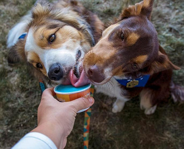 Big Country Raw Goat Fundae Spirulina & Coconut Frozen Yogurt Dog Treats