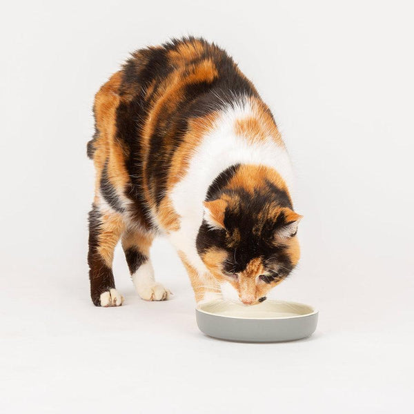 Scruffs Icon Assiette pour chat et petits animaux, gris clair