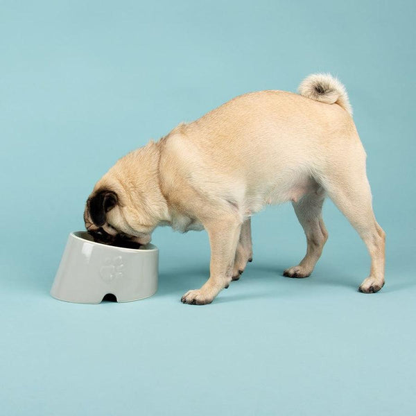 Scruffs Icon Gamelle pour chien au museau plat, gris clair