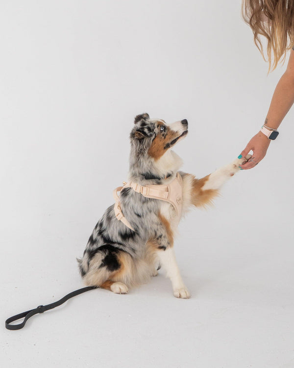 Dexypaws No-Pull Dog Harness, Beige