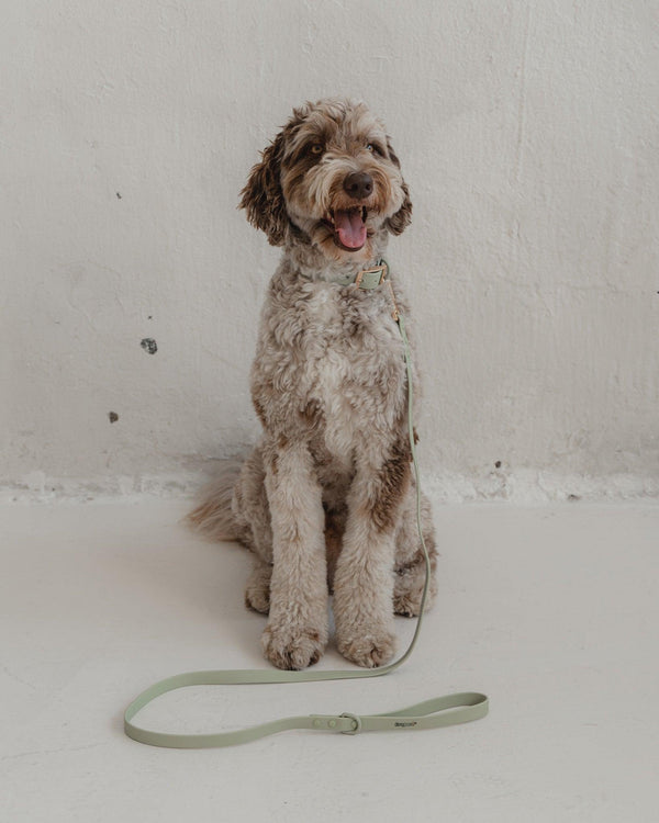 Dexypaws Waterproof Dog Leash, Sage Green