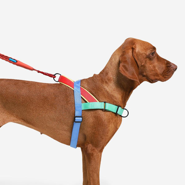 Zee.Dog Softerwalk Dog Harness, Mellow