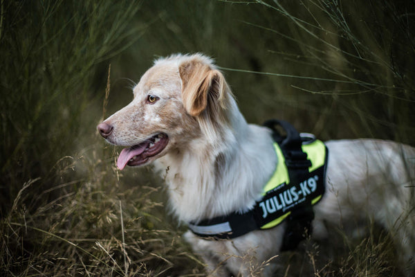 Julius-K9 IDC Powerharness Dog Harness, UV Neon Green