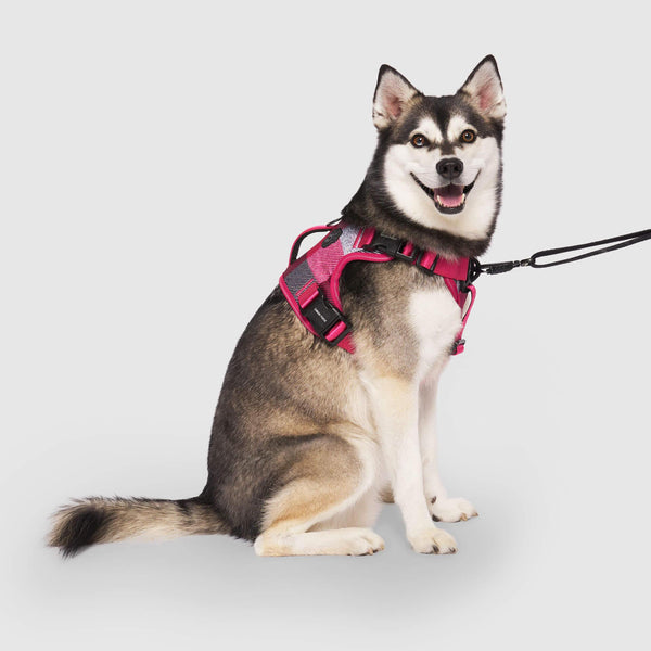 Canada Pooch Complete Control Dog Harness, Pink Plaid