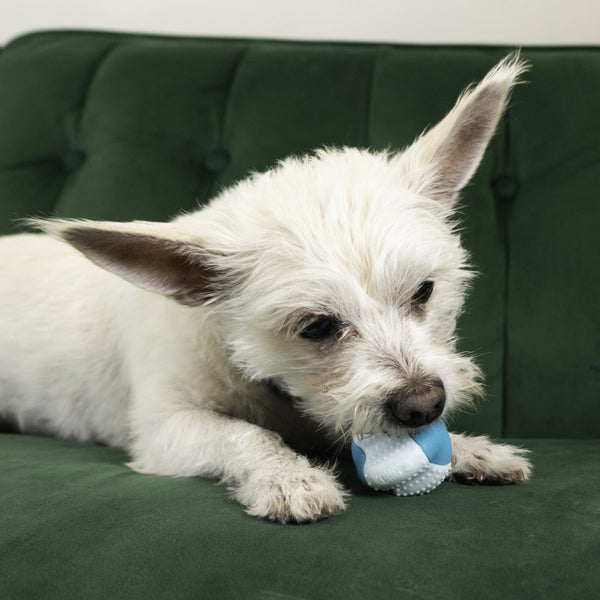 KONG Dental Duets Ball Dog Toy