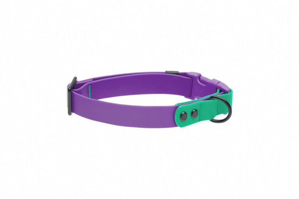 RC Pets Waterproof Dog Collar, Purple/Parakeet