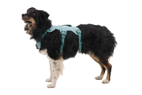 Ruffwear Web Master Harness with Handle for Dogs, River Rock Green