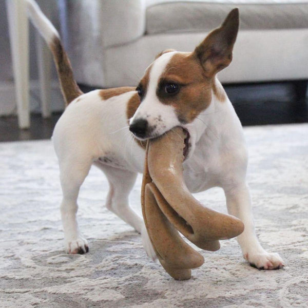 Tall Tails Enrichment Antler & Pinecone Dog Toy, Medium