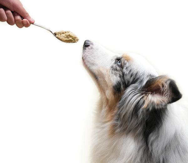 Open Farm Gently Cooked Wild-Caught Fish Grain-Free Frozen Dog Food
