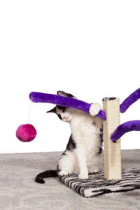 Prevue Pet Products Bounce 'n Spring Cat Scratching Post
