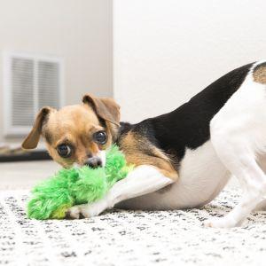 KONG Dr. Noy's Frog Dog Toy